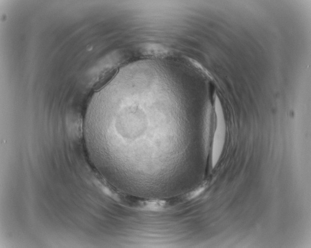 X0000087530474200705112036