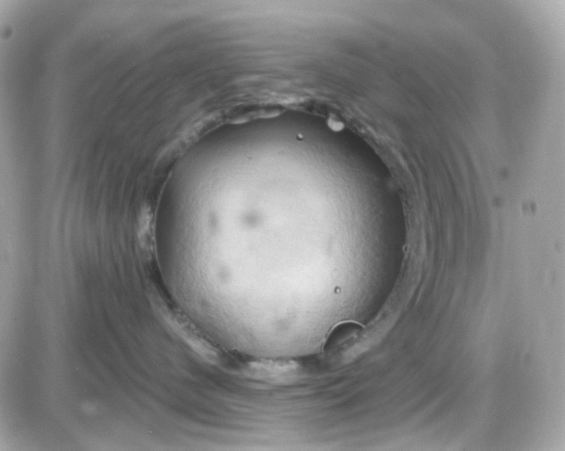 X0000087530480200705112036