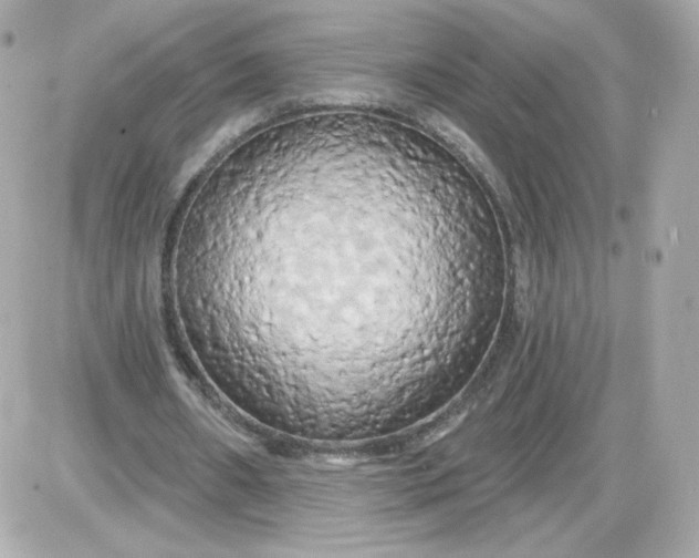 X0000087530482200705112035