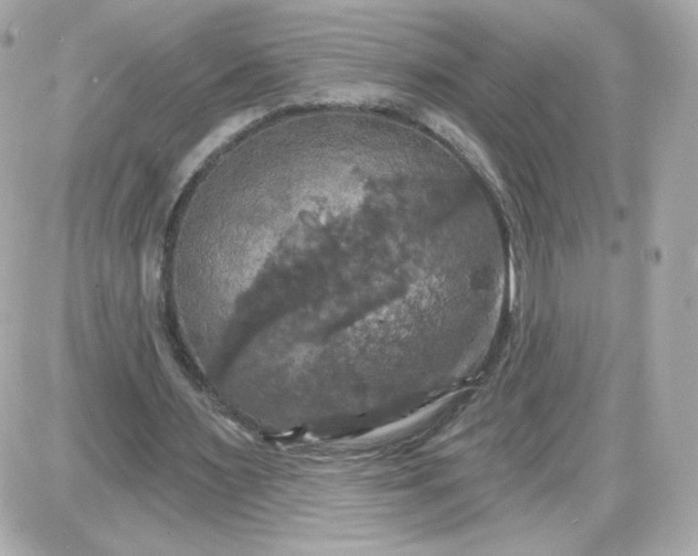 X0000087530483200705112035