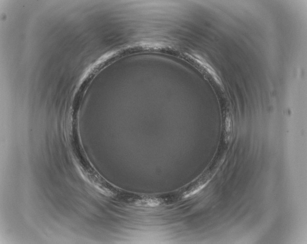 X0000087530492200705112035