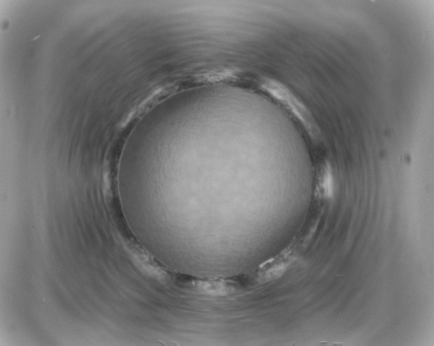 X0000087530524200705112034