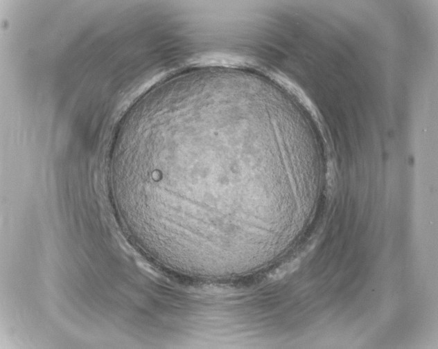 X0000087530529200705112033