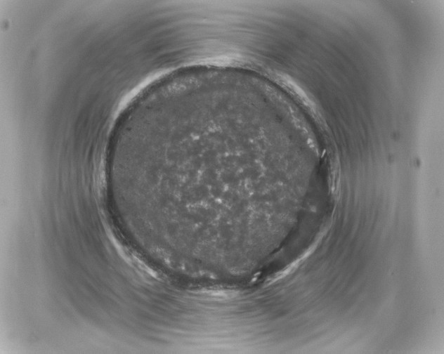 X0000087530532200705112034