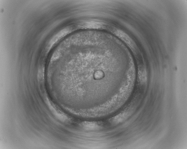 X0000087530534200705112034