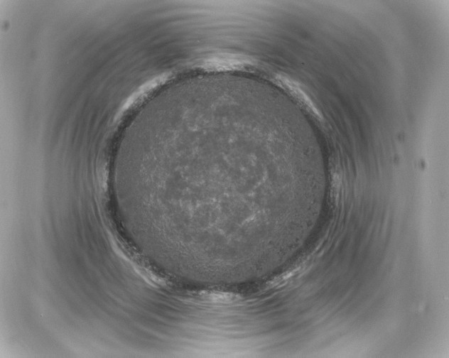 X0000087530539200705112034