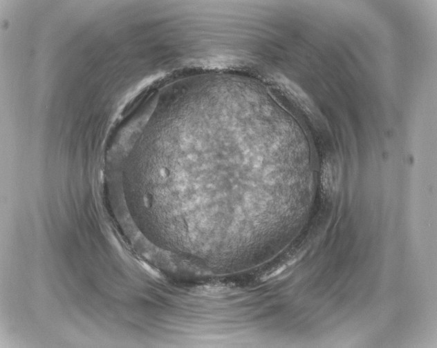 X0000087530540200705112034