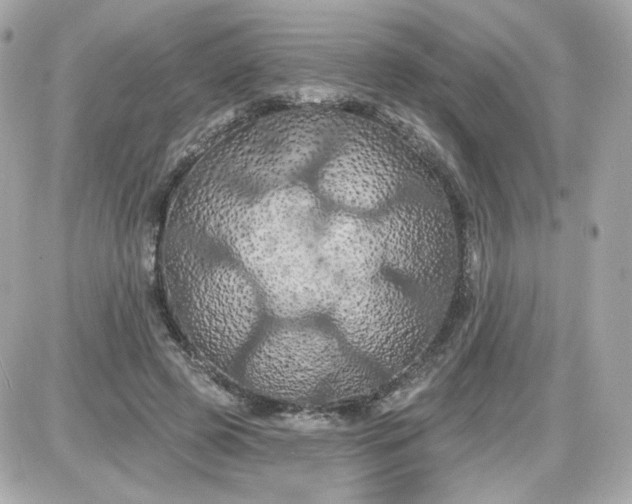 X0000087530545200705112034