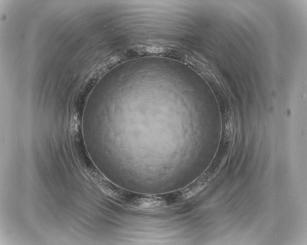 X0000087530555200705112034