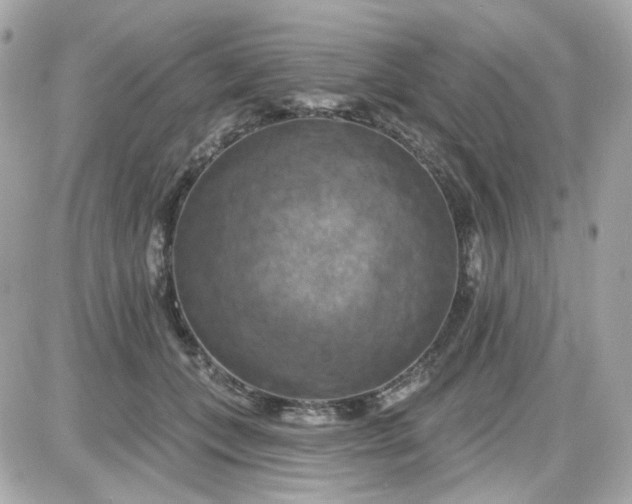 X0000087530559200705112034