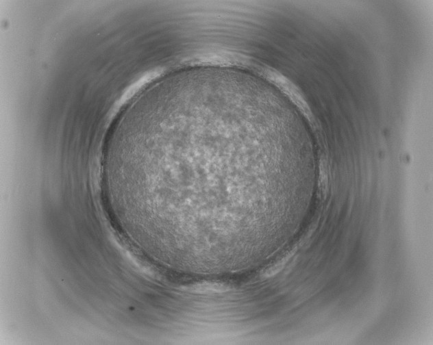 X0000087530578200705112033