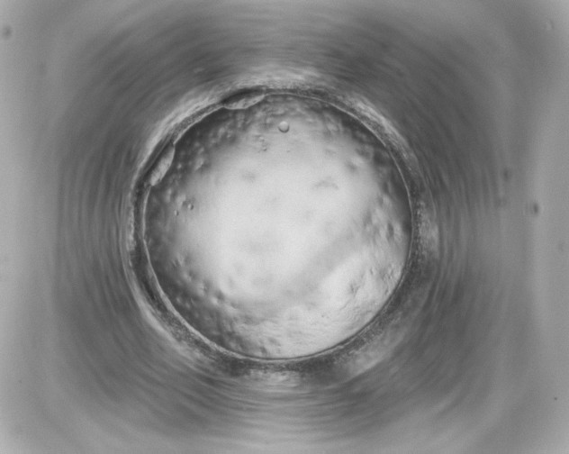 X0000087530582200705112033