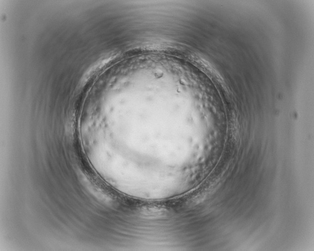 X0000087530586200705112033