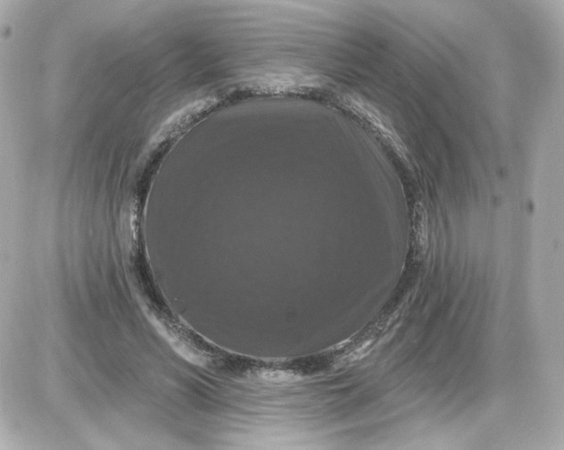 X0000087530590200705112033