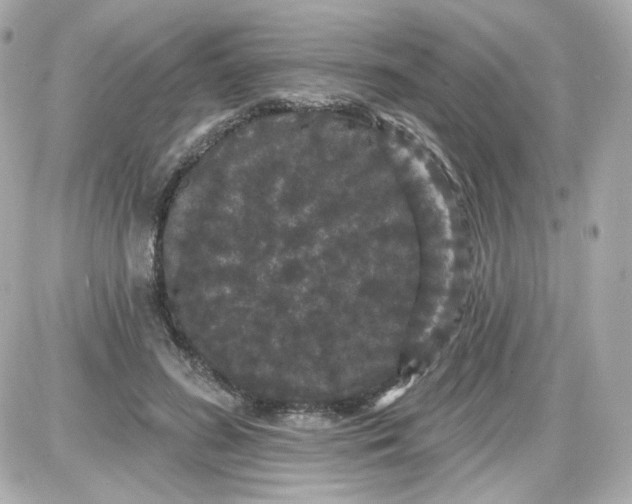 X0000087530596200705112033