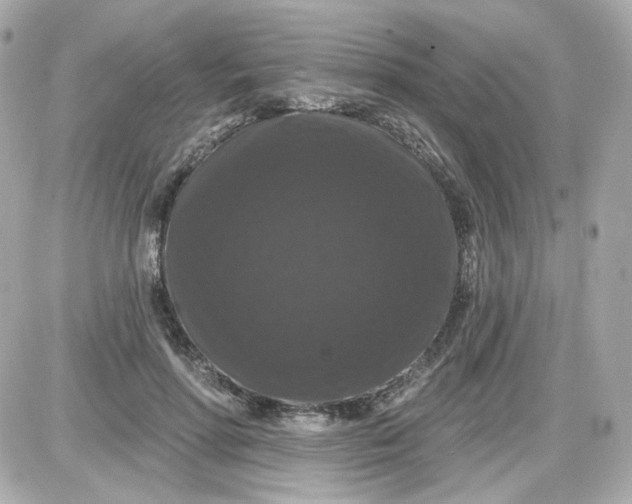 X0000087530598200705112033