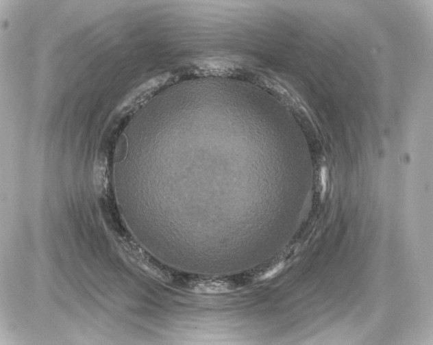 X0000087530599200705112033