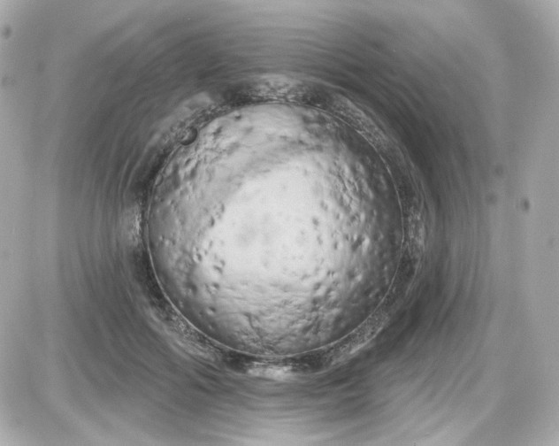 X0000087530602200705112033