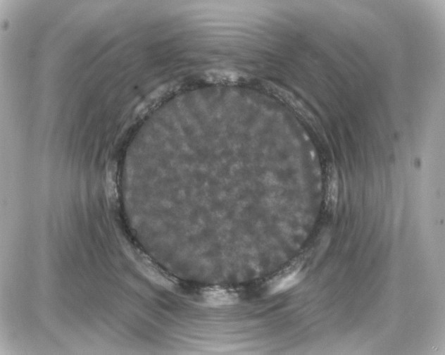 X0000087530616200705112033