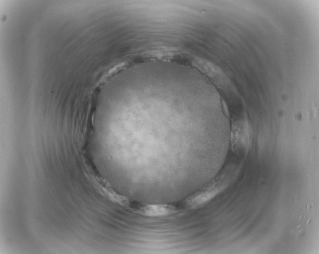 X0000087530623200705112033