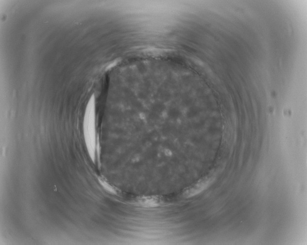 X0000087530624200705112033