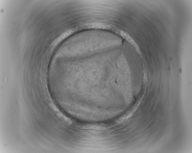 X0000087530625200705112032