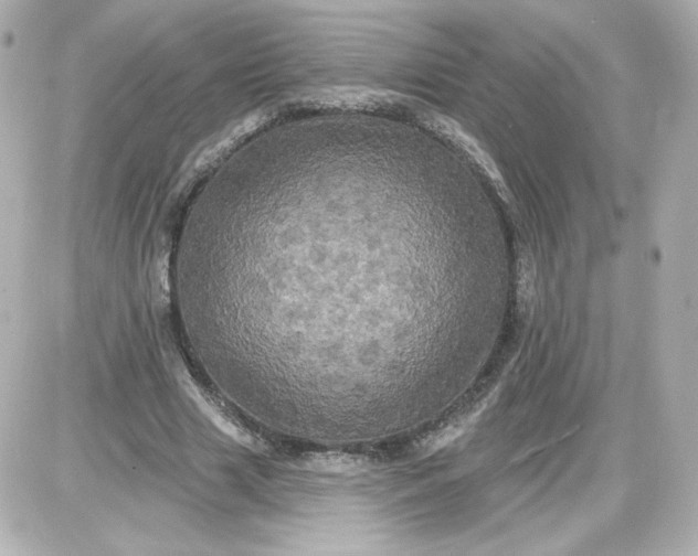 X0000087530633200705112032