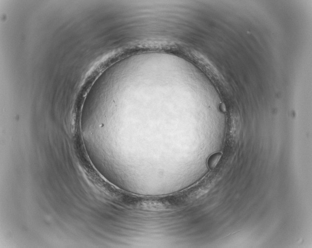 X0000087530636200705112032