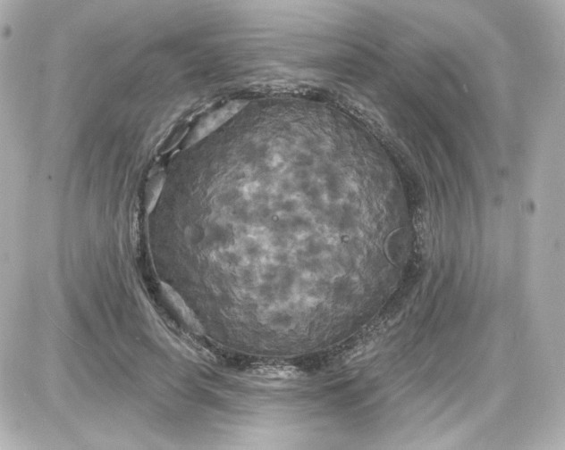 X0000087530642200705112032