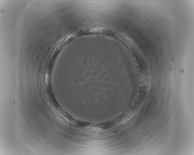 X0000087530648200705112032