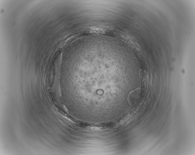 X0000087530649200705112032