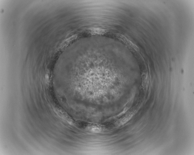 X0000087530655200705112032