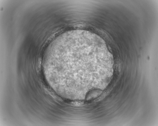 X0000087530660200705112032