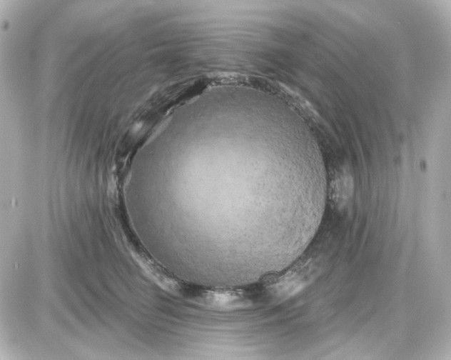 X0000087530662200705112033