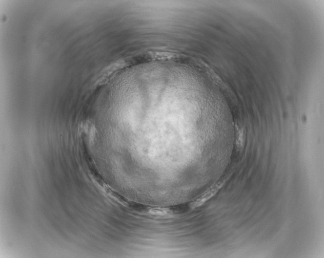 X0000087530666200705112033