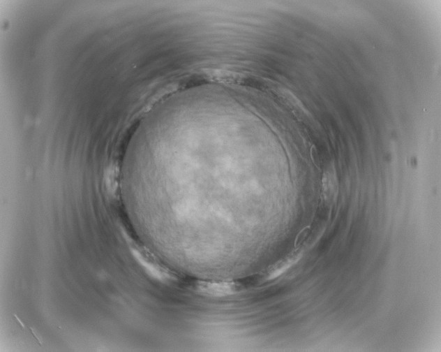 X0000087530671200705112033