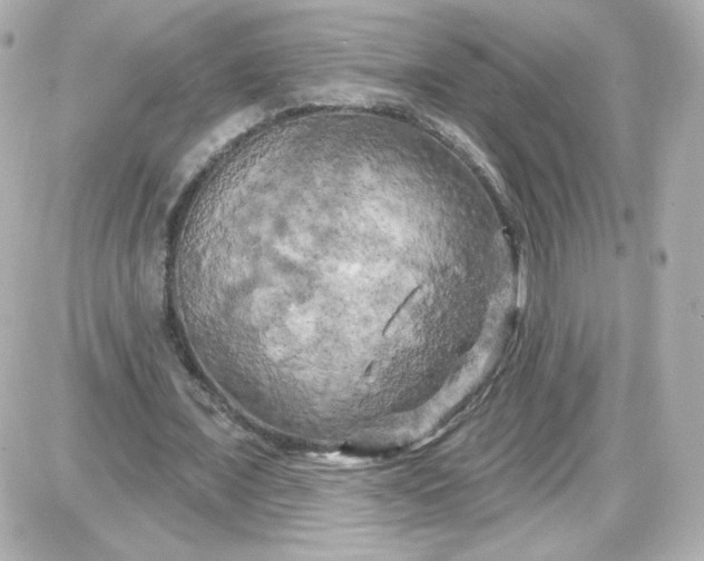 X0000087530675200705112032