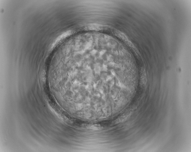 X0000087530683200705112032