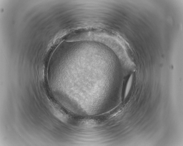 X0000087530685200705112032