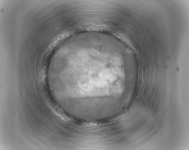 X0000087530687200705112032