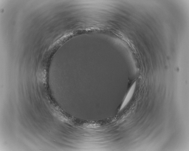 X0000087530689200705112032