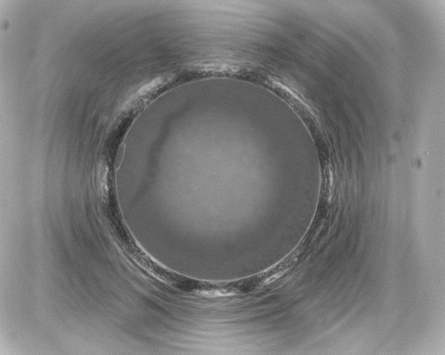 X0000087530692200705112032