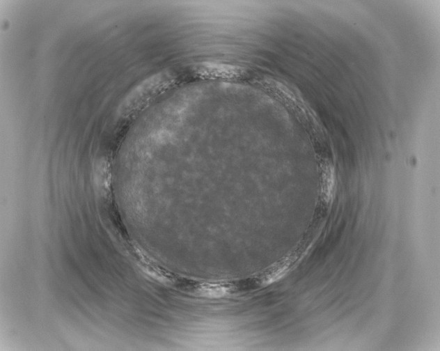 X0000087530701200705112031