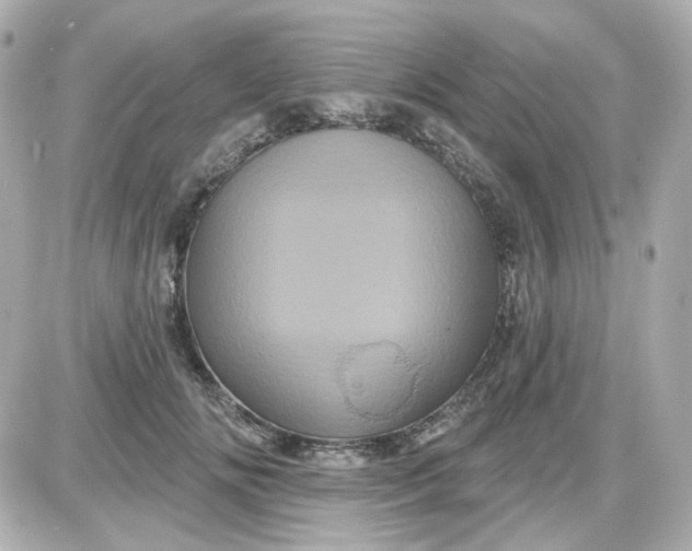 X0000087530702200705112031