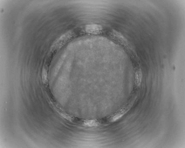 X0000087530705200705112031