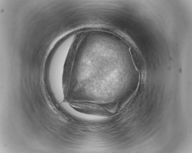 X0000087530724200705112030