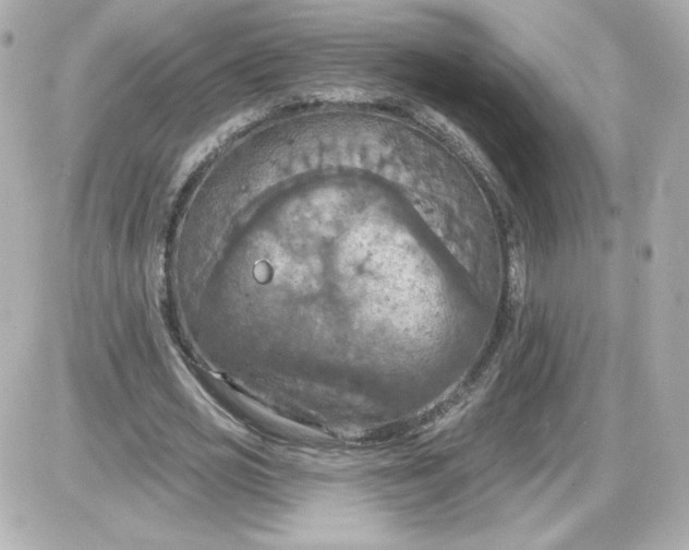 X0000087530725200705112030