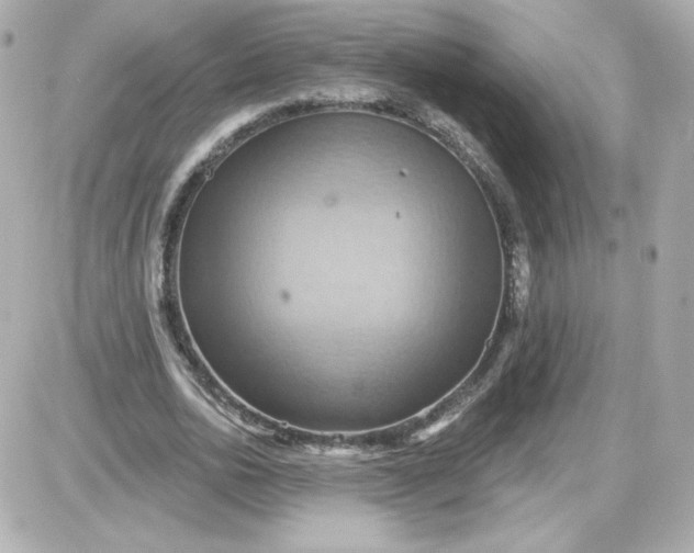 X0000087530726200705112030