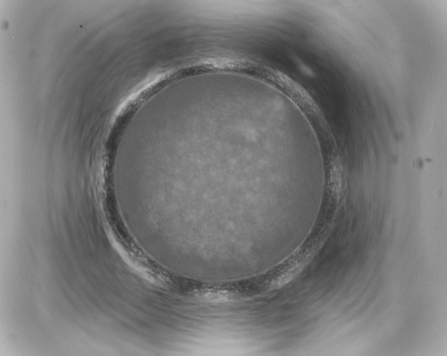 X0000087530730200705112030