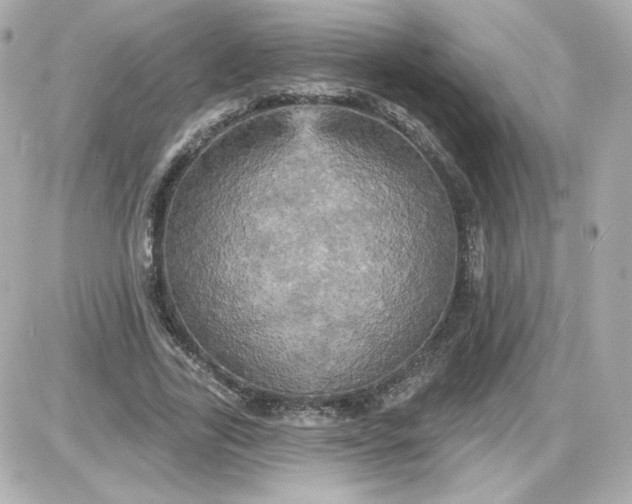 X0000087530731200705112030